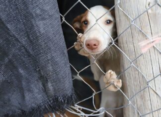 Indignación en Nuevo León por presunto maltrato a perros en albergue