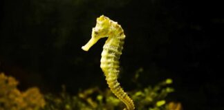 Científicos y buzos protegen al caballito de mar patagónico