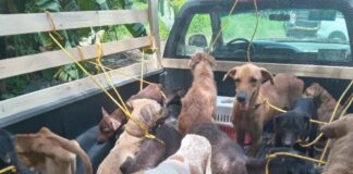 Rescatan 49 animales maltratados en un albergue de Veracruz