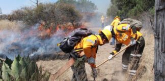 Policía Forestal ha desmantelado 27 hornos clandestinos en 2025
