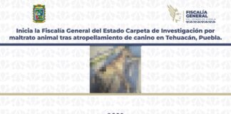 Investigan maltrato animal tras atropellamiento de perro en Tehuacán