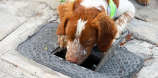 “Manchas”, el perro que detecta fugas y salva agua en Saltillo