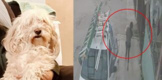 Roban al perrito “Mate” en Infonavit La Barranca