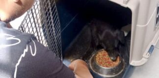 Rescatan perritos abandonados en el zócalo de San Martín Texmelucan