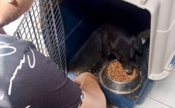 Rescatan perritos abandonados en el zócalo de San Martín Texmelucan