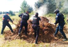 Tala ilegal: destruyen 11 hornos clandestinos en San Miguel Canoa