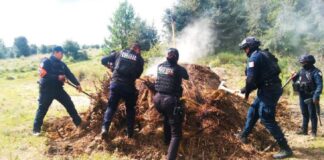 Tala ilegal: destruyen 11 hornos clandestinos en San Miguel Canoa