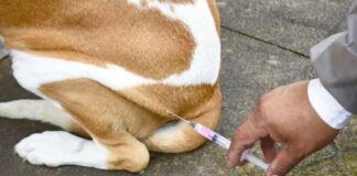 Inicia en Coronango la Semana de Vacunación Antirrábica Canina y Felina