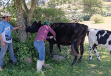 Zacatlán pone en marcha programa de salud para ganado local
