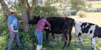 Zacatlán pone en marcha programa de salud para ganado local