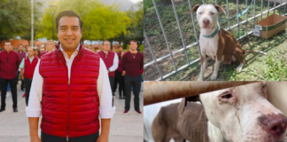 Acusan a edil de Santa Catarina por presunto sacrificio de perros