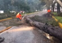 Caen seis árboles en Puebla tras fuerte lluvia