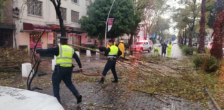 Caída de árbol en Avenida Juárez es atendida sin lesionados