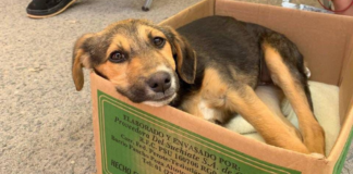 Jornadas de bienestar animal benefician colonias en Puebla