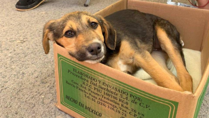 jornadas-bienestar-animal-Puebla