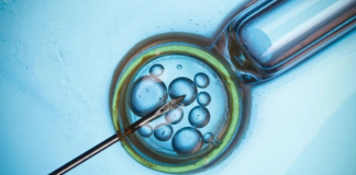 Crean óvulos a partir de células de la piel para tratar infertilidad