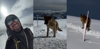 Un perro sin hogar escala la cima más alta de Rusia y Europa
