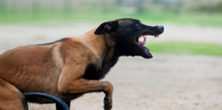 Bangkok declara zona de riesgo por brote de rabia canina