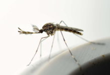 Hallan mosquitos por primera vez en Islandia