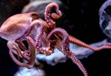 Granja de pulpo en Yucatán genera sufrimiento y canibalismo