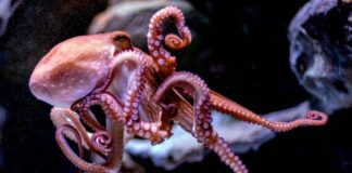 Granja de pulpo en Yucatán genera sufrimiento y canibalismo