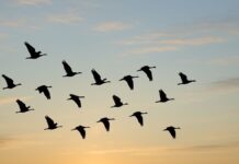 Varias aves del mundo emiten la misma alerta ante amenazas