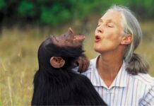 Jane Goodall, la científica que revolucionó la primatología