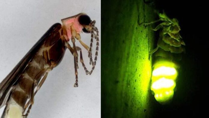 Para comprender su presencia histórica, el equipo consultó la Colección Nacional de Insectos y encontró un espécimen similar recolectado en 1955 en Azcapotzalco.