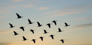 Varias aves del mundo emiten la misma alerta ante amenazas