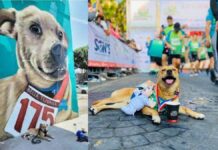 Fallece “El Chicles”, perrito maratonista de Tijuana