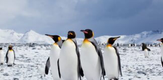 Pingüinos difunden contaminación en la Antártida