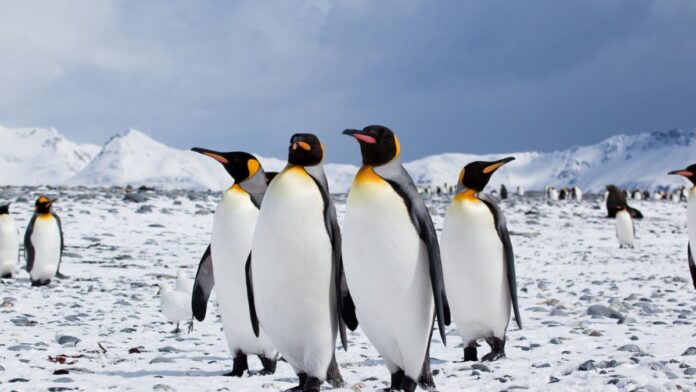 Estudio revela que colonias de pingüinos trasladan metales y químicos a la Antártida