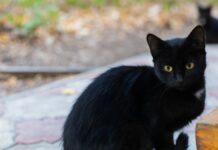 No des en adopción a los gatos negros en temporada de Halloween