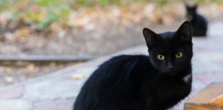 No des en adopción a los gatos negros en temporada de Halloween