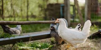 Alemania ordena sacrificio de 150 mil animales por gripe aviar