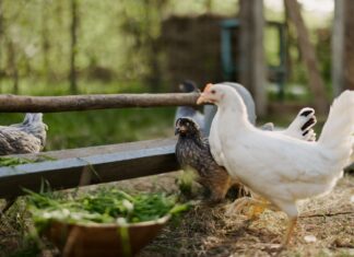 Detectan primer caso humano de gripe aviar H5N5 en EU