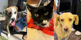 Ayuntamiento de Puebla refuerza Jornadas de Protección Animal