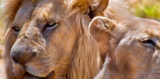 Acusan asesinato de dos leones y tigre tras escape por lluvias en Xicotepec