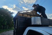 Caen dos hombres que transportaban 300 kilos de marihuana en Tabasco