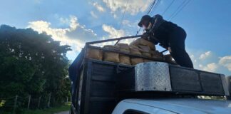 Caen dos hombres que transportaban 300 kilos de marihuana en Tabasco