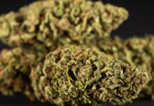 Trump saca la marihuana de lista de drogas más peligrosas