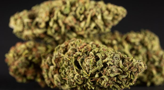 Trump saca la marihuana de lista de drogas más peligrosas