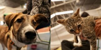 Realizan jornada masiva de esterilización de mascotas en Tlaxcalancingo