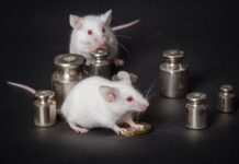 Científicos suizos lograr borrar recuerdos en ratones