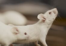 Logran revertir Alzheimer en ratones, con nanopartículas