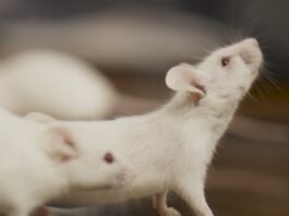 Empieza la evacuación de los pasajeros del crucero con hantavirus