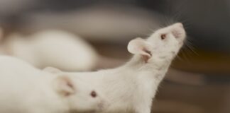 Logran revertir Alzheimer en ratones, con nanopartículas