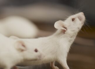 Empieza la evacuación de los pasajeros del crucero con hantavirus
