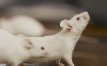 Empieza la evacuación de los pasajeros del crucero con hantavirus
