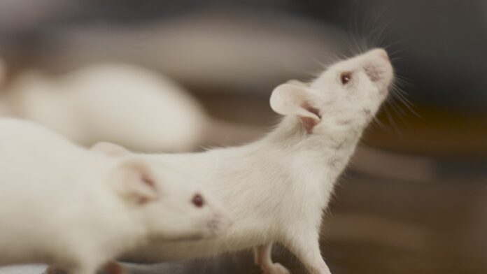 Ratones